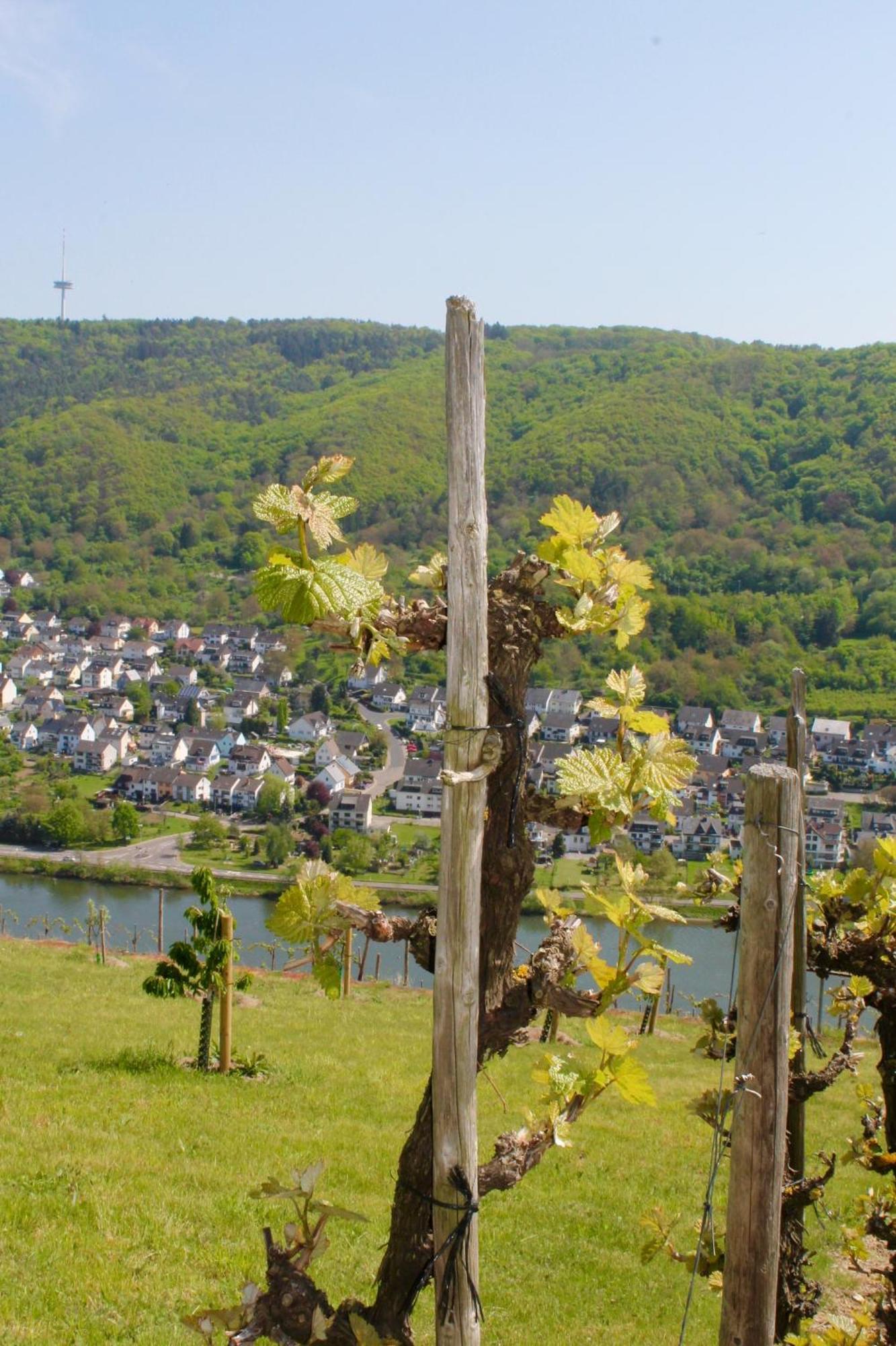 Ferienwohnung Auf Der Moselhoehe - Naehe Koblenz Und Cochem Dieblich Εξωτερικό φωτογραφία
